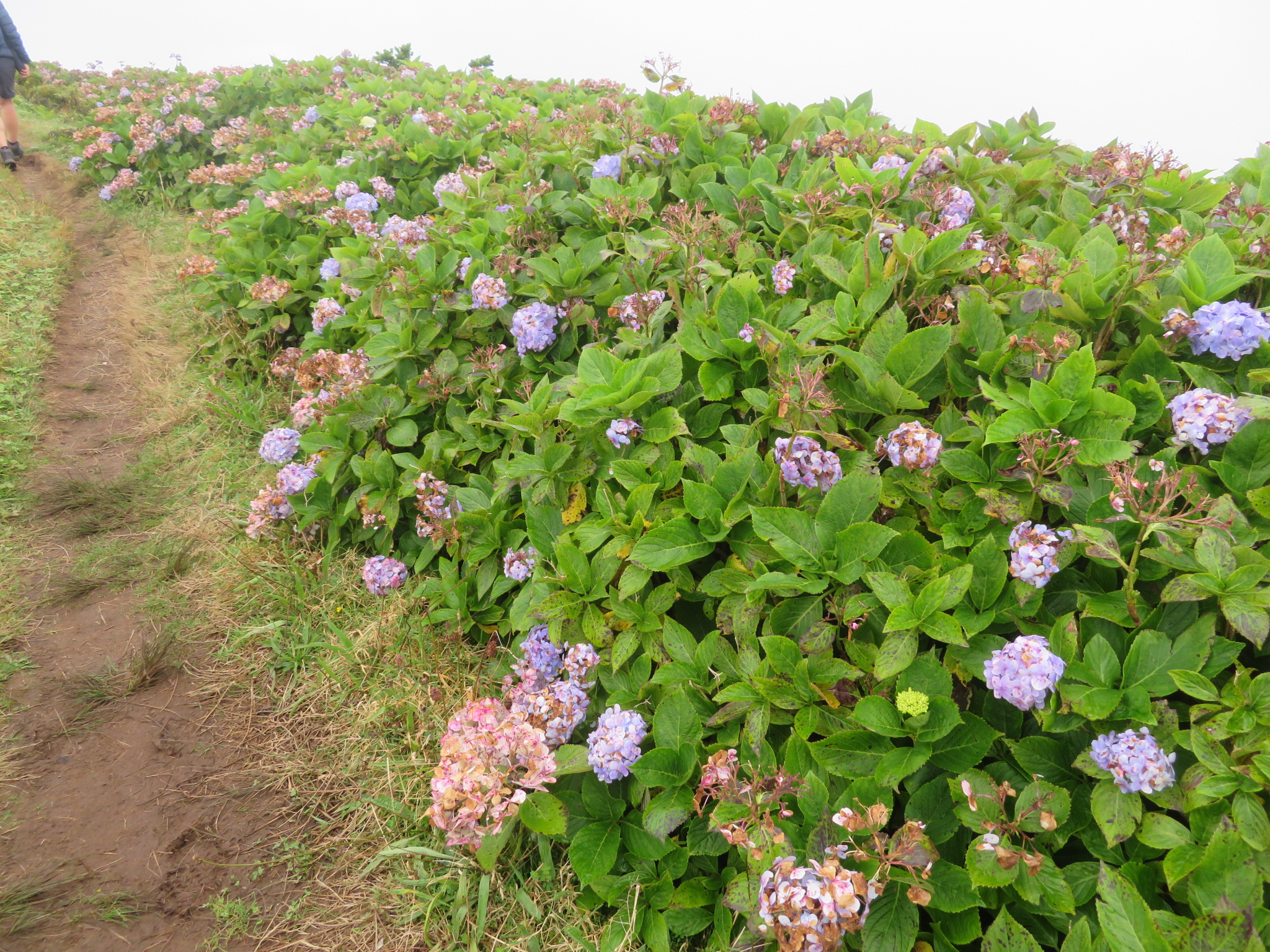 Portugal Azores, Ten Volcanoes Trail, Faial, , Walkopedia