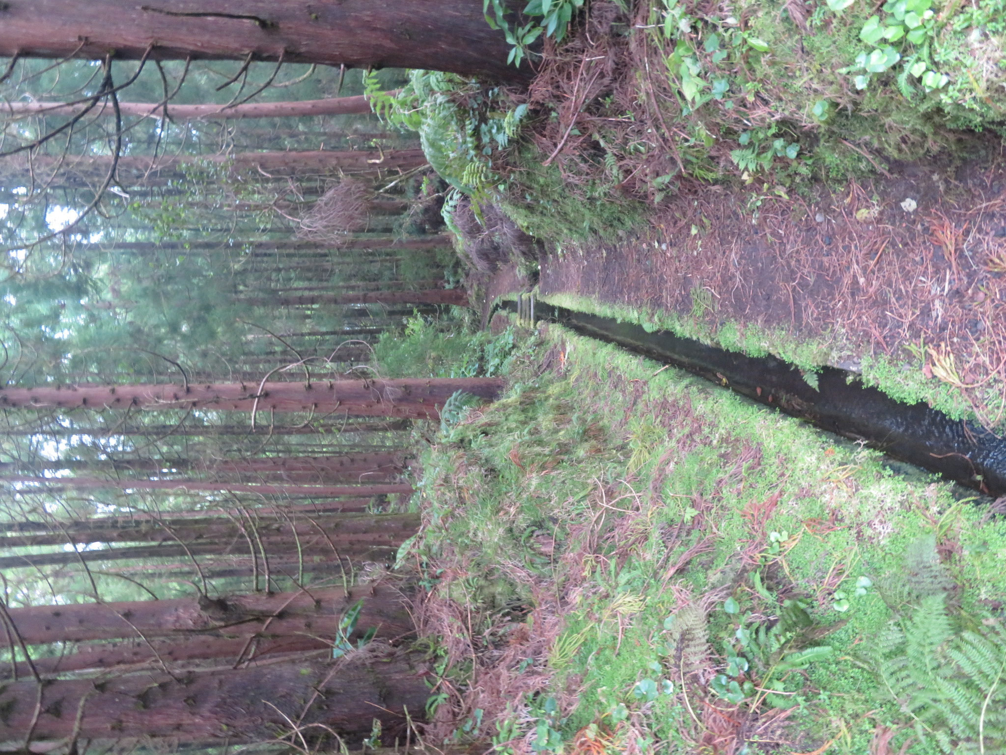 Portugal Azores, Ten Volcanoes Trail, Faial, Levada, Walkopedia