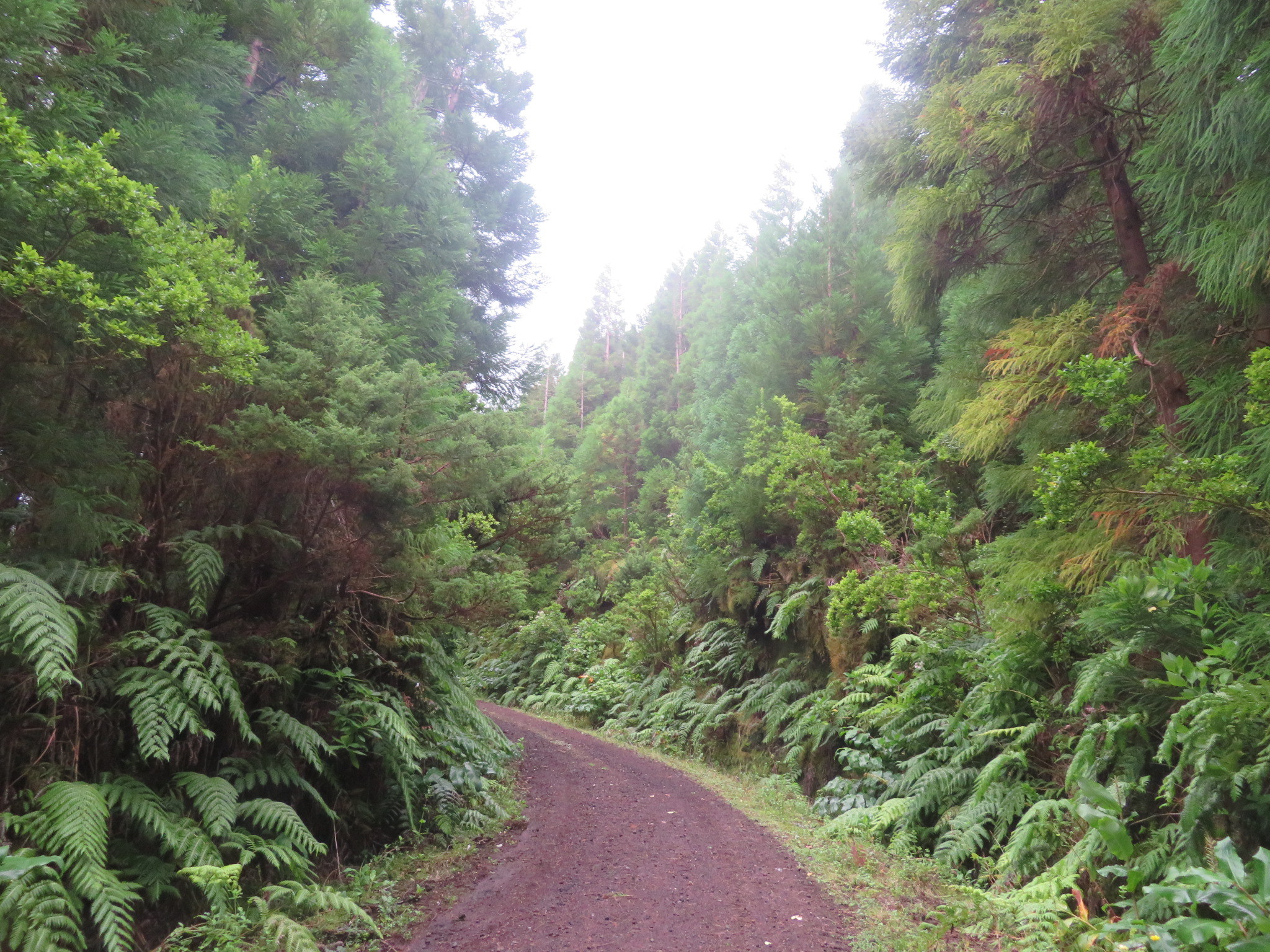 Portugal Azores, Ten Volcanoes Trail, Faial, Forest track, thick vegetation, Walkopedia