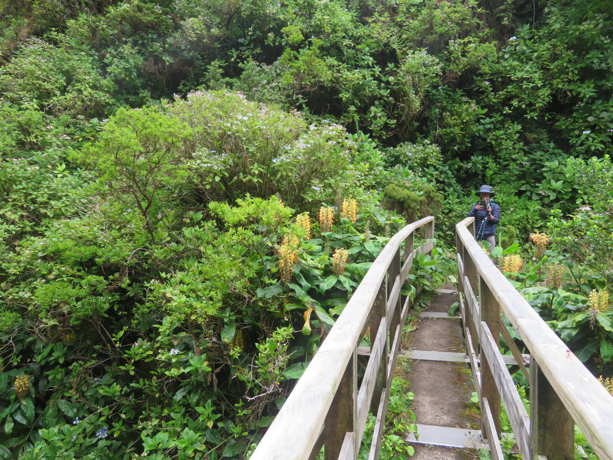 Portugal Azores, Ten Volcanoes Trail, Faial, , Walkopedia