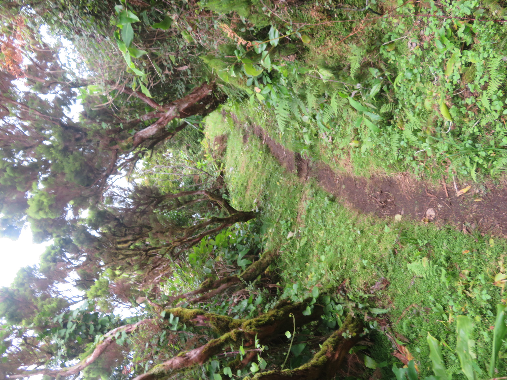 Portugal Azores, Ten Volcanoes Trail, Faial, , Walkopedia