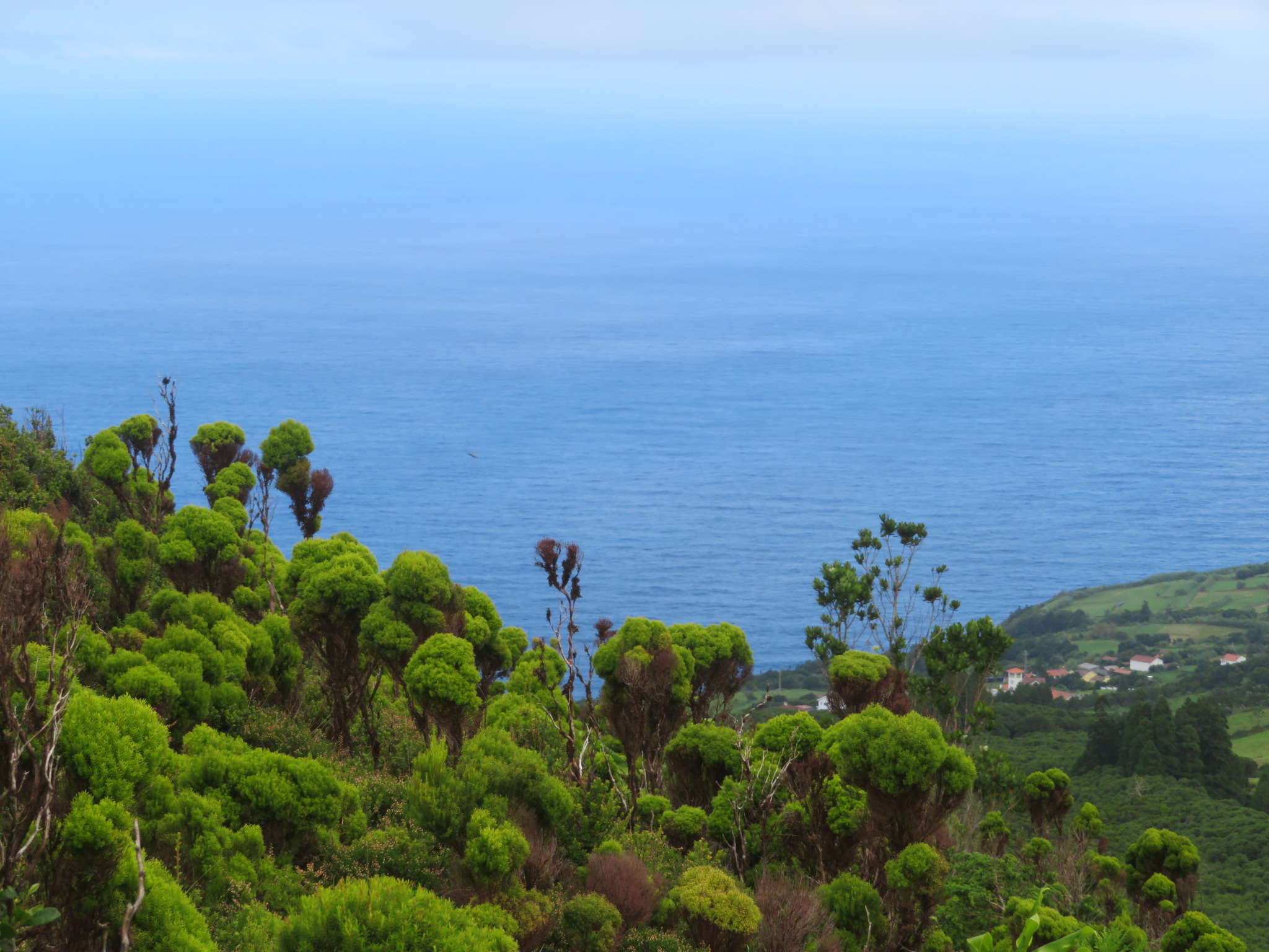 Portugal Azores, Ten Volcanoes Trail, Faial, Giant heather Cabeco do Fogo, Walkopedia