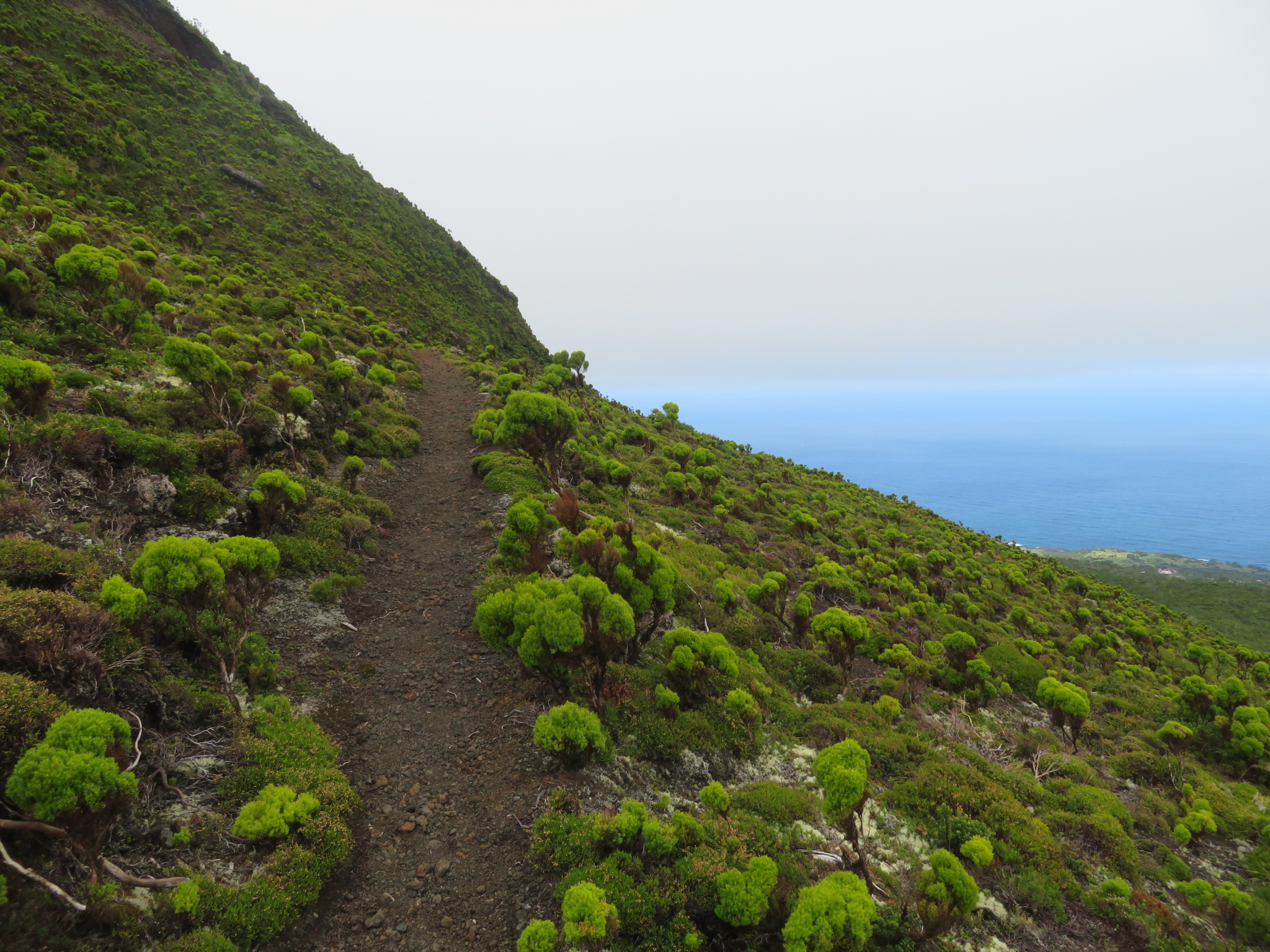 Portugal Azores, Ten Volcanoes Trail, Faial, Heather, Cabeco do Fogo, Walkopedia