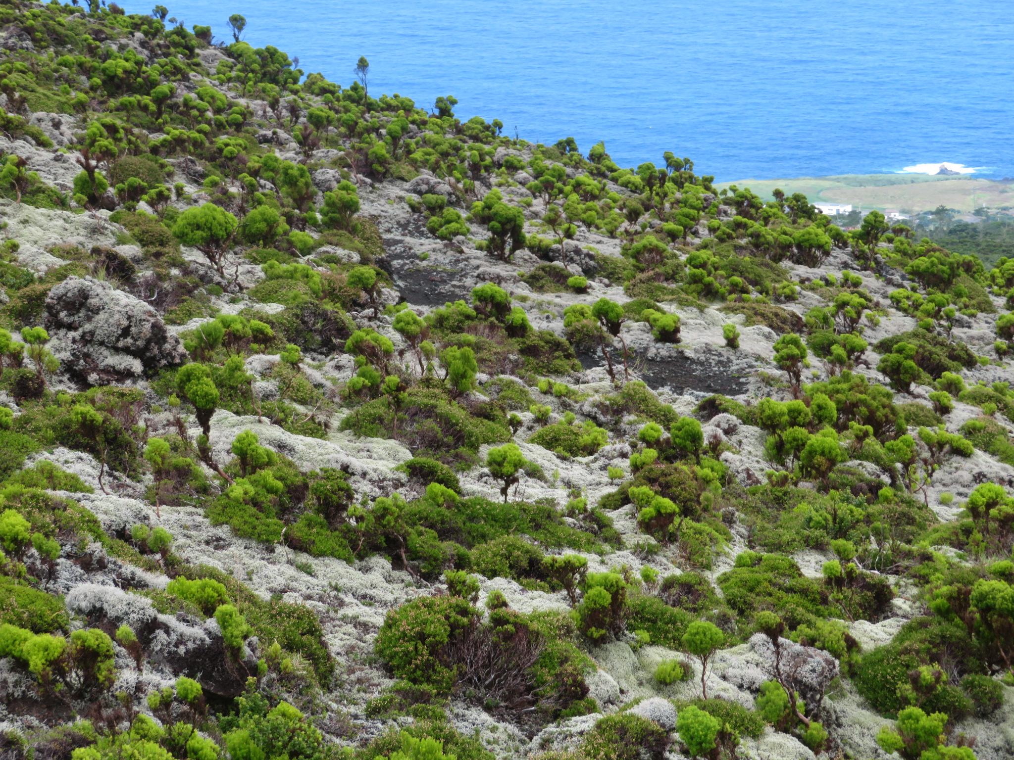 Portugal Azores, Ten Volcanoes Trail, Faial, Heather vegetation Cabeco do Fogo, Walkopedia