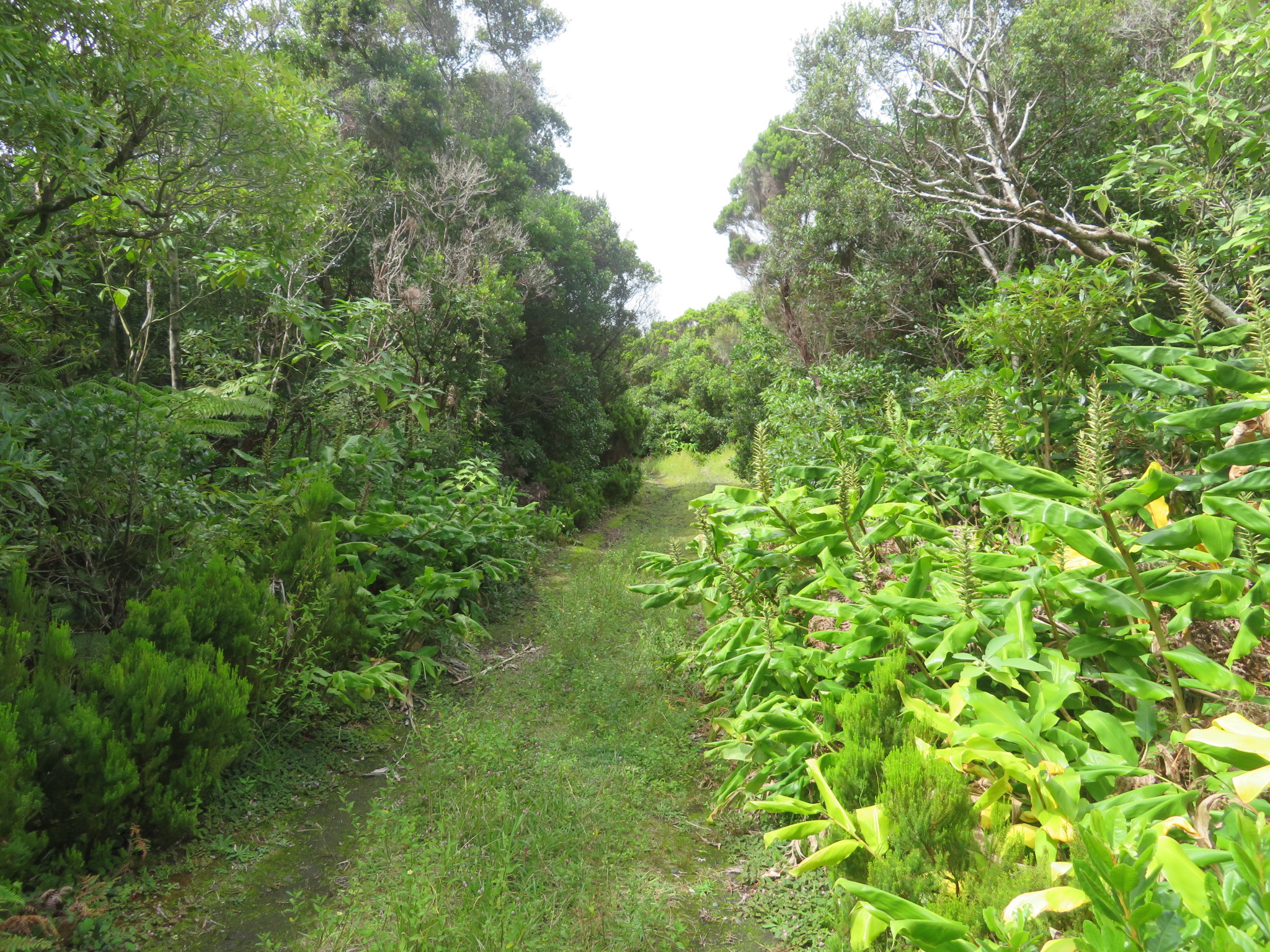 Portugal Azores, Ten Volcanoes Trail, Faial, Forest track near Capelo, Walkopedia