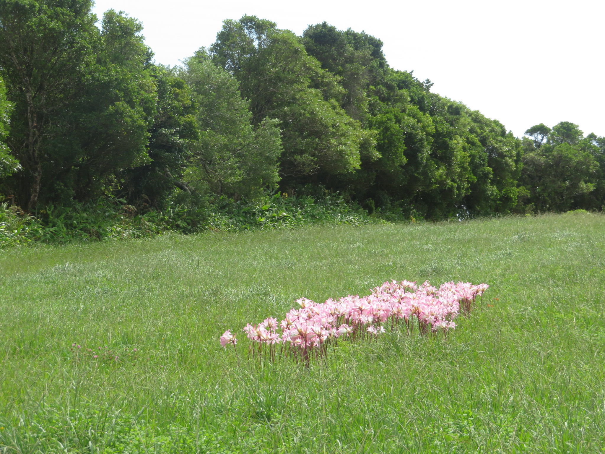 Portugal Azores, Ten Volcanoes Trail, Faial, Lilies in field above Capelo, Walkopedia