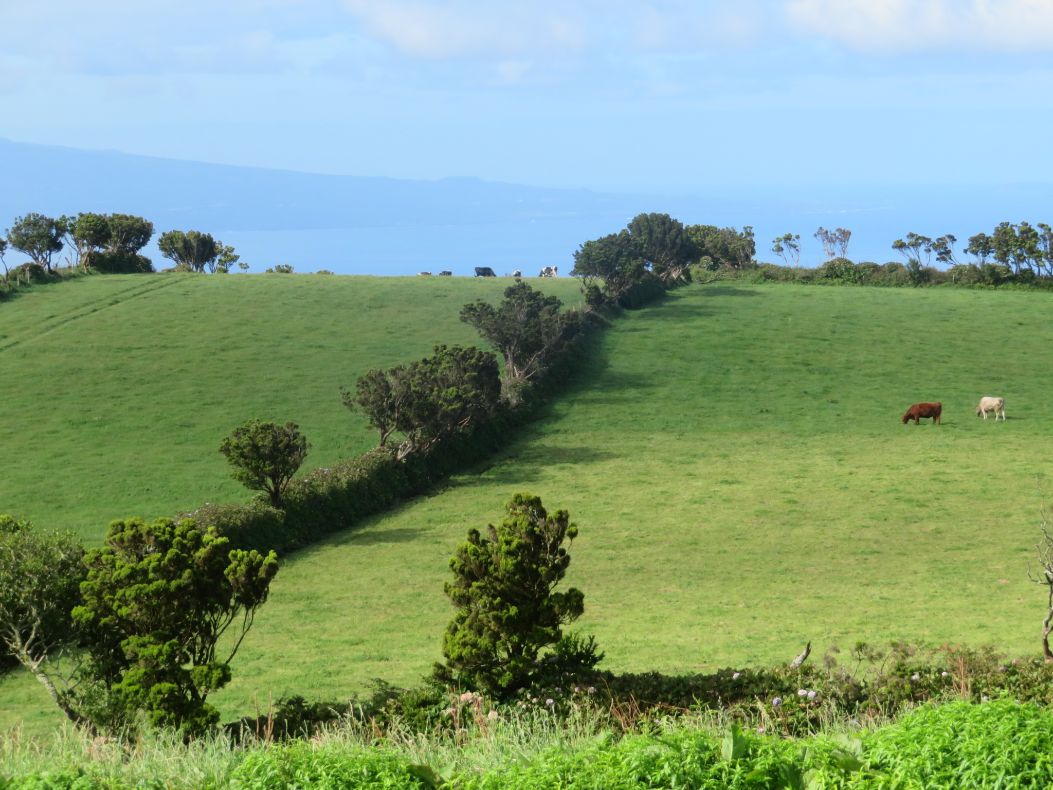 Sao Jorge : Ireland on steroids, western end of high ridge, heather and hydrangea hedges - © William Mackesy
