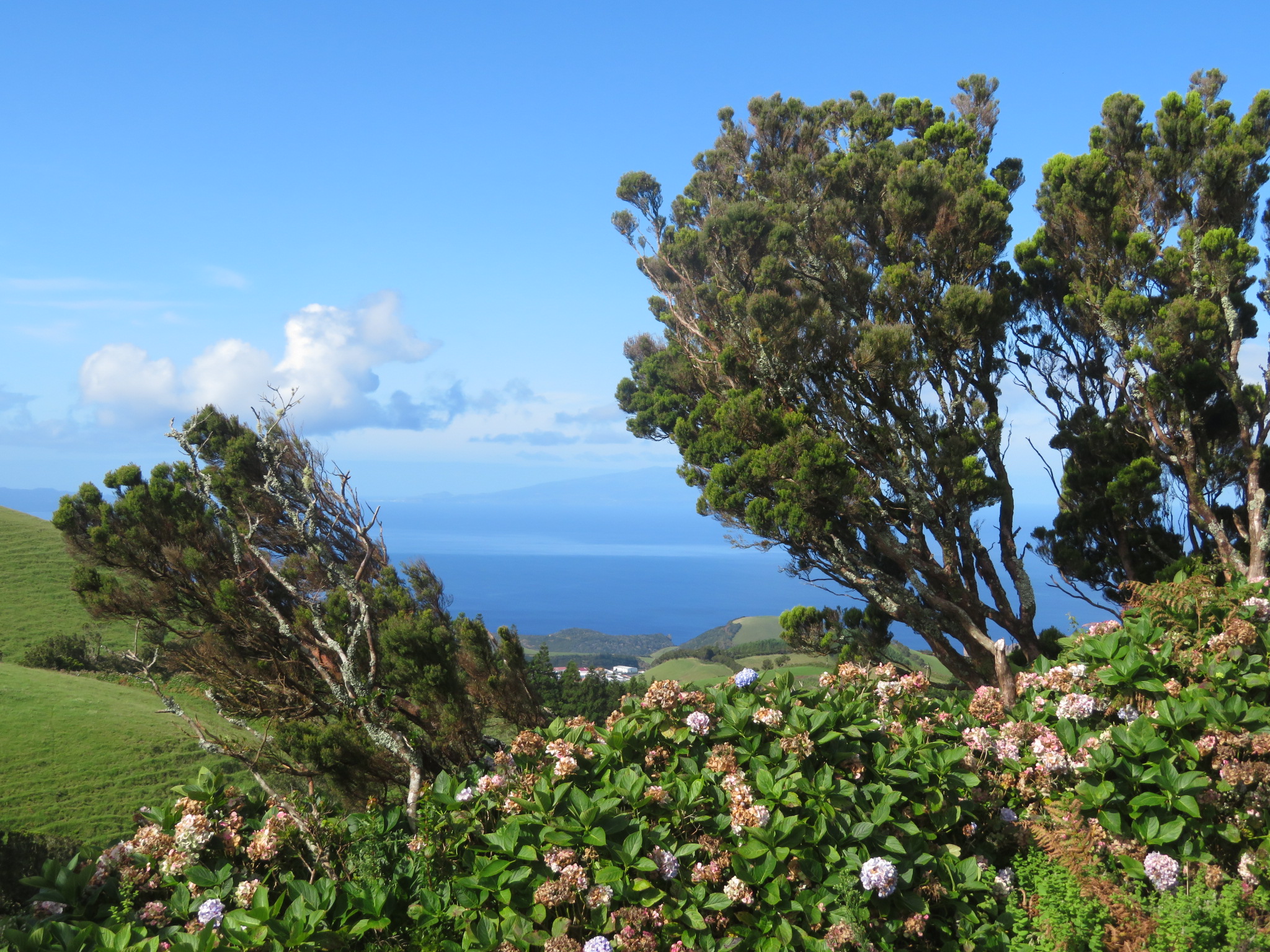 Portugal Azores Sao Jorge, Sao Jorge , Western end of high ridge, heather and hydrangea hedges, Walkopedia