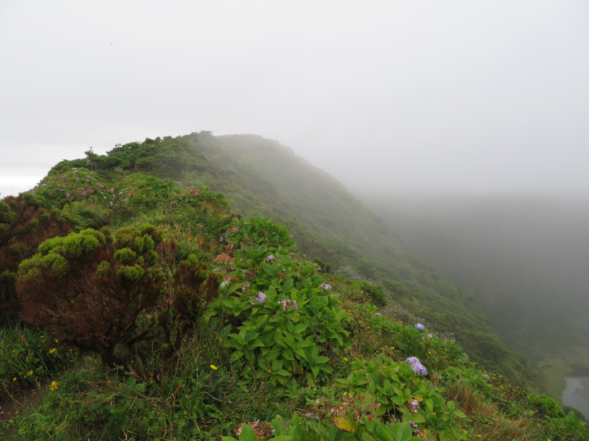 Portugal Azores, Caldeira do Faial, Vegetation on caldera rim, Walkopedia