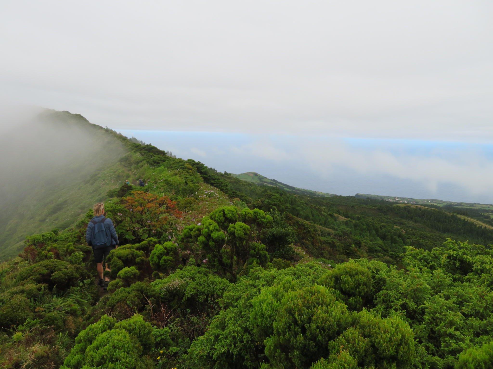 Portugal Azores, Caldeira do Faial, Vegetation on caldera rim, Walkopedia