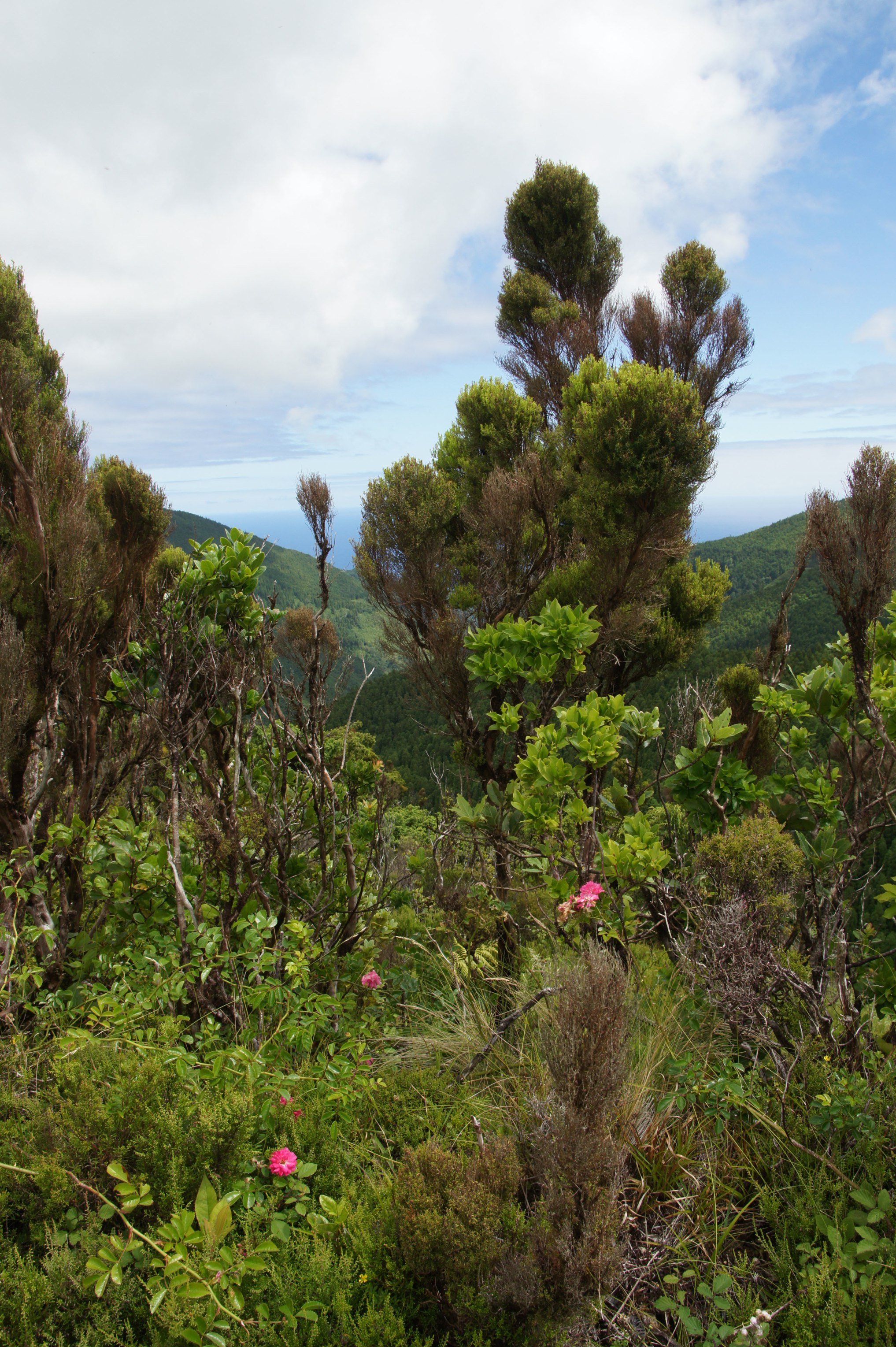 Portugal Azores Sao Miguel, Eastern High Ridge and Pico da Vara, , Walkopedia