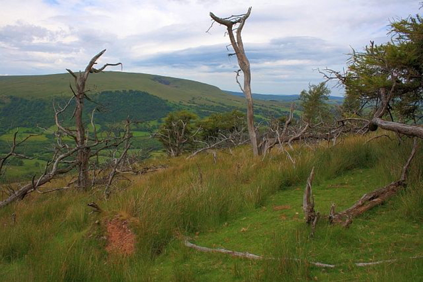 United Kingdom Wales Brecon Beacons, Fforest Fawr , Dying Copse, Craig Cerrig-gleisiad Nature Reserve, Walkopedia