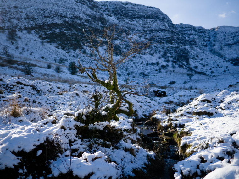 United Kingdom Wales Brecon Beacons, Fforest Fawr , Lone Tree in Craig Cerrig, Walkopedia