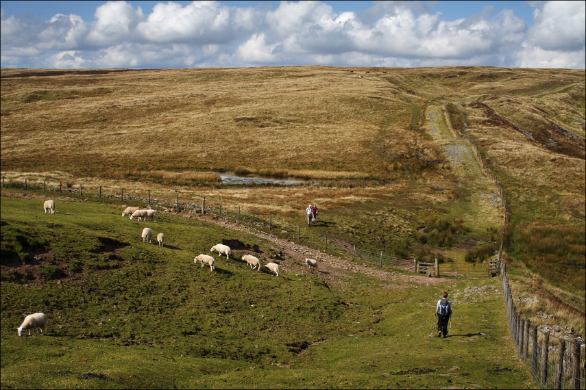 United Kingdom Wales Brecon Beacons, Fforest Fawr , Sheep in dip before Fan Frynych, Walkopedia