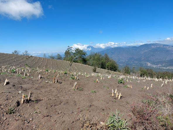Guatemala, Volcan Acatenango and Volcan Fuego, Farmland, Walkopedia