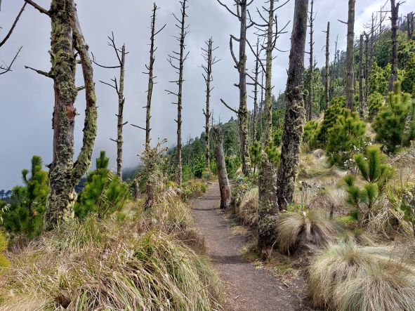 Guatemala Western Volcanic Highlands, Volcan Acatenango and Volcan Fuego, High open pine forest traverse, Walkopedia