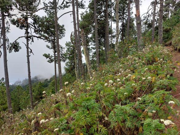 Guatemala Western Volcanic Highlands, Volcan Acatenango and Volcan Fuego, High open pine forest traverse, Walkopedia