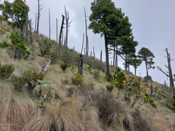 Guatemala Western Volcanic Highlands, Volcan Acatenango and Volcan Fuego, High open pine forest traverse, Walkopedia