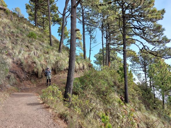 Guatemala Western Volcanic Highlands, Volcan Acatenango and Volcan Fuego, High open pine forest traverse, Walkopedia