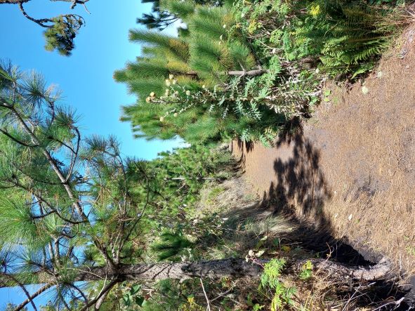 Guatemala Western Volcanic Highlands, Volcan Acatenango and Volcan Fuego, High open pine forest traverse, Walkopedia