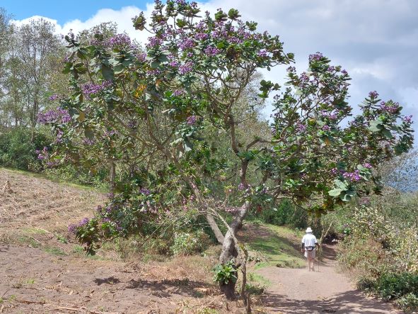 Guatemala Western Volcanic Highlands, Volcan Acatenango and Volcan Fuego, Farmland, finshing, jacaranda tree, Walkopedia