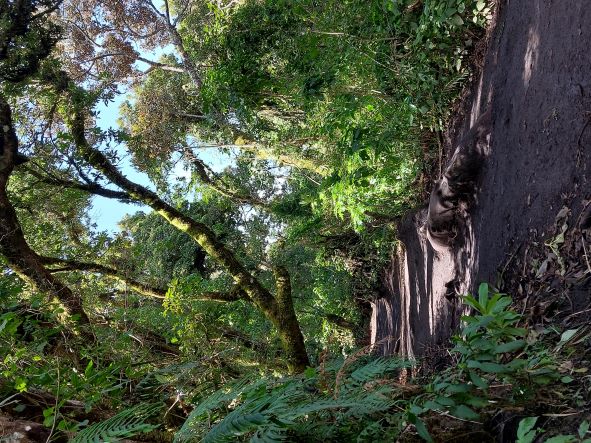 Guatemala Western Volcanic Highlands, Volcan Acatenango and Volcan Fuego, Forest, Walkopedia