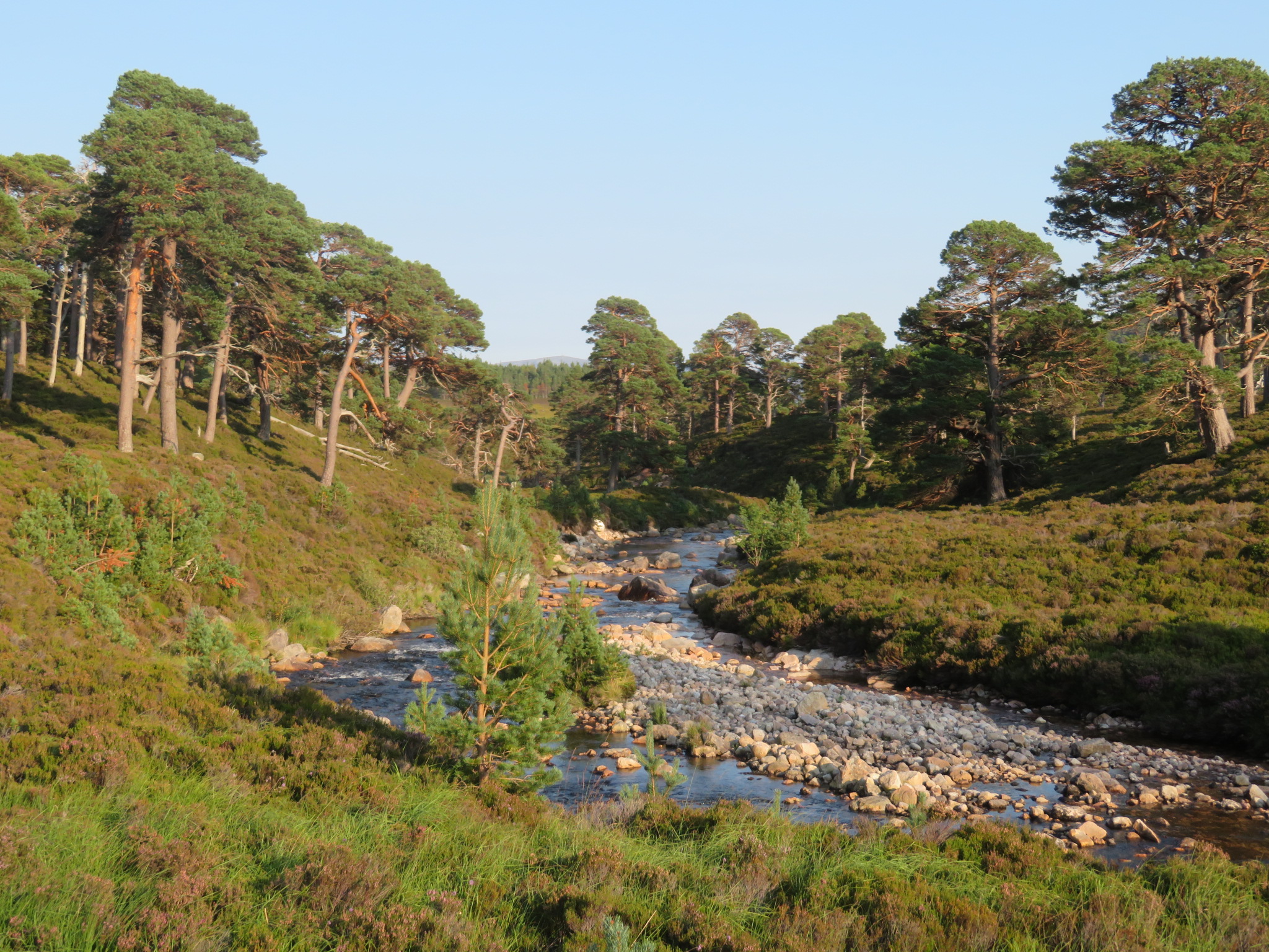 United Kingdom Scotland Cairngorms, Sron Riach ridge to Ben Macdui	, Upper Glen Lui, evening light, Walkopedia