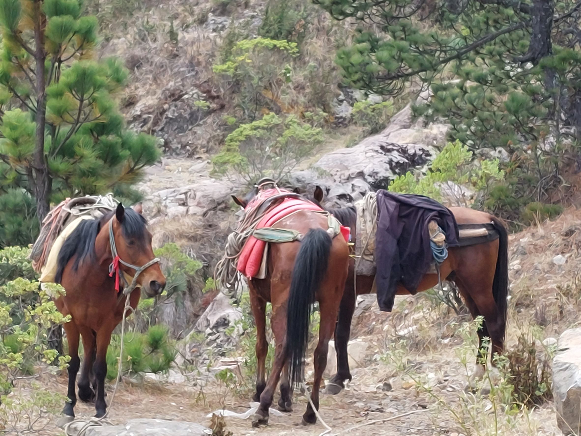 Guatemala Western Volcanic Highlands, Volcan Tajumulco , Our ponies, Walkopedia