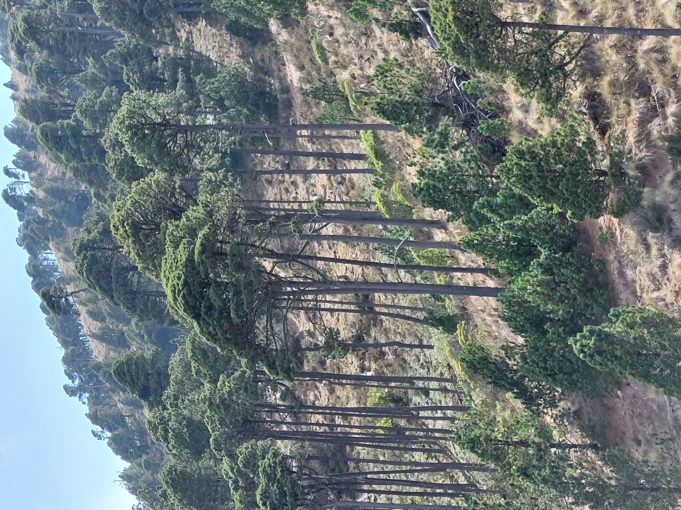 Guatemala Western Volcanic Highlands, Volcan Tajumulco , Open pine woodland, Walkopedia