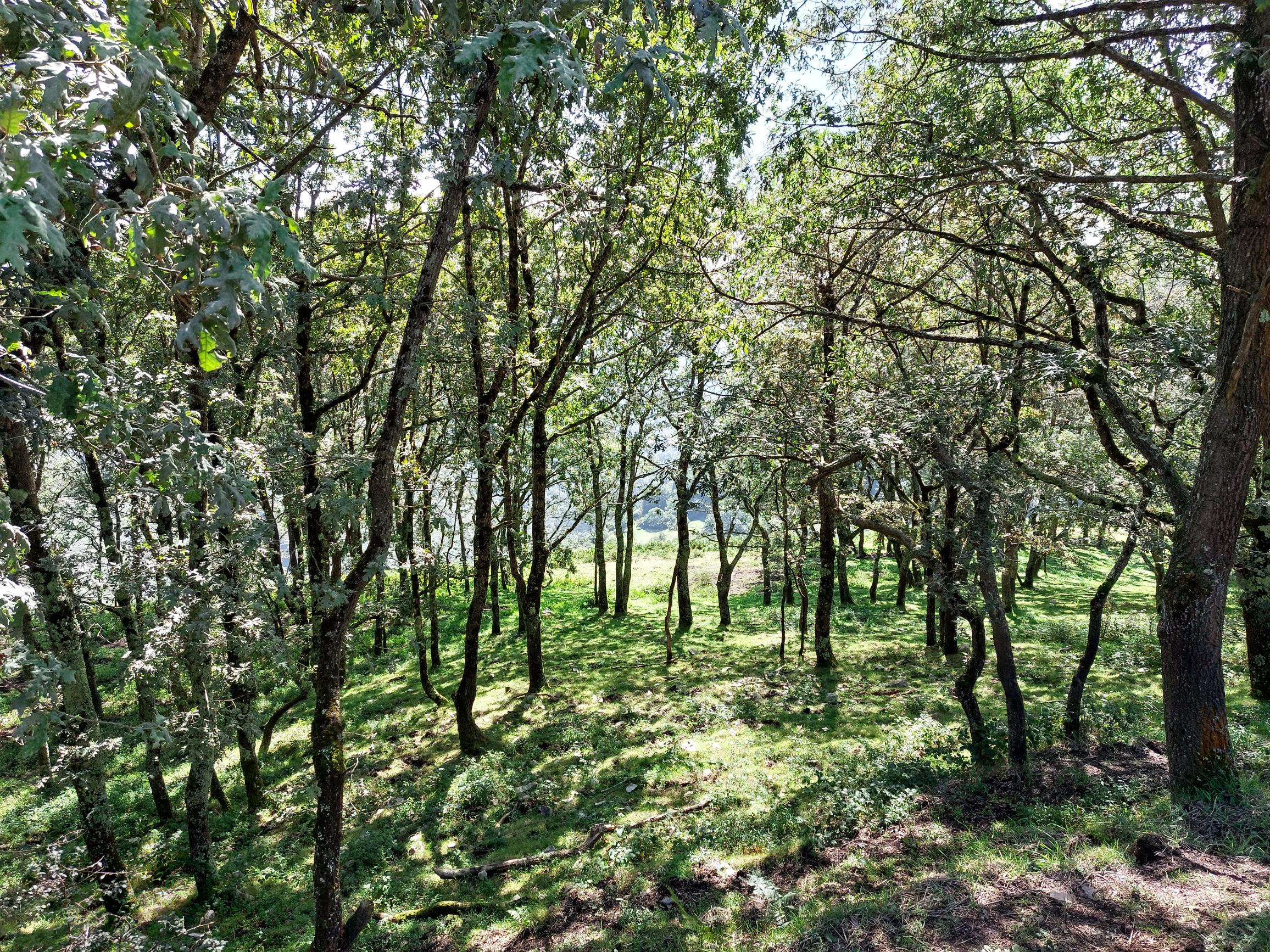 Spain NW Picos de Europa, Monfechu, Hillside woodland, Walkopedia