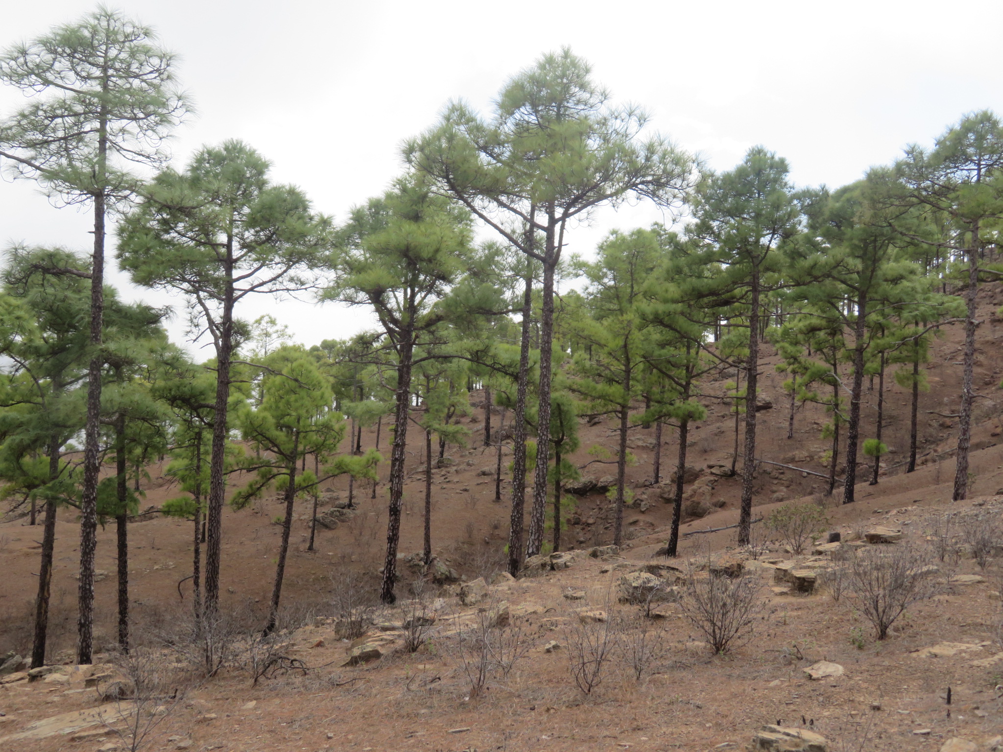 Spain Canary Islands: Gran Canaria, Inagua, , Walkopedia