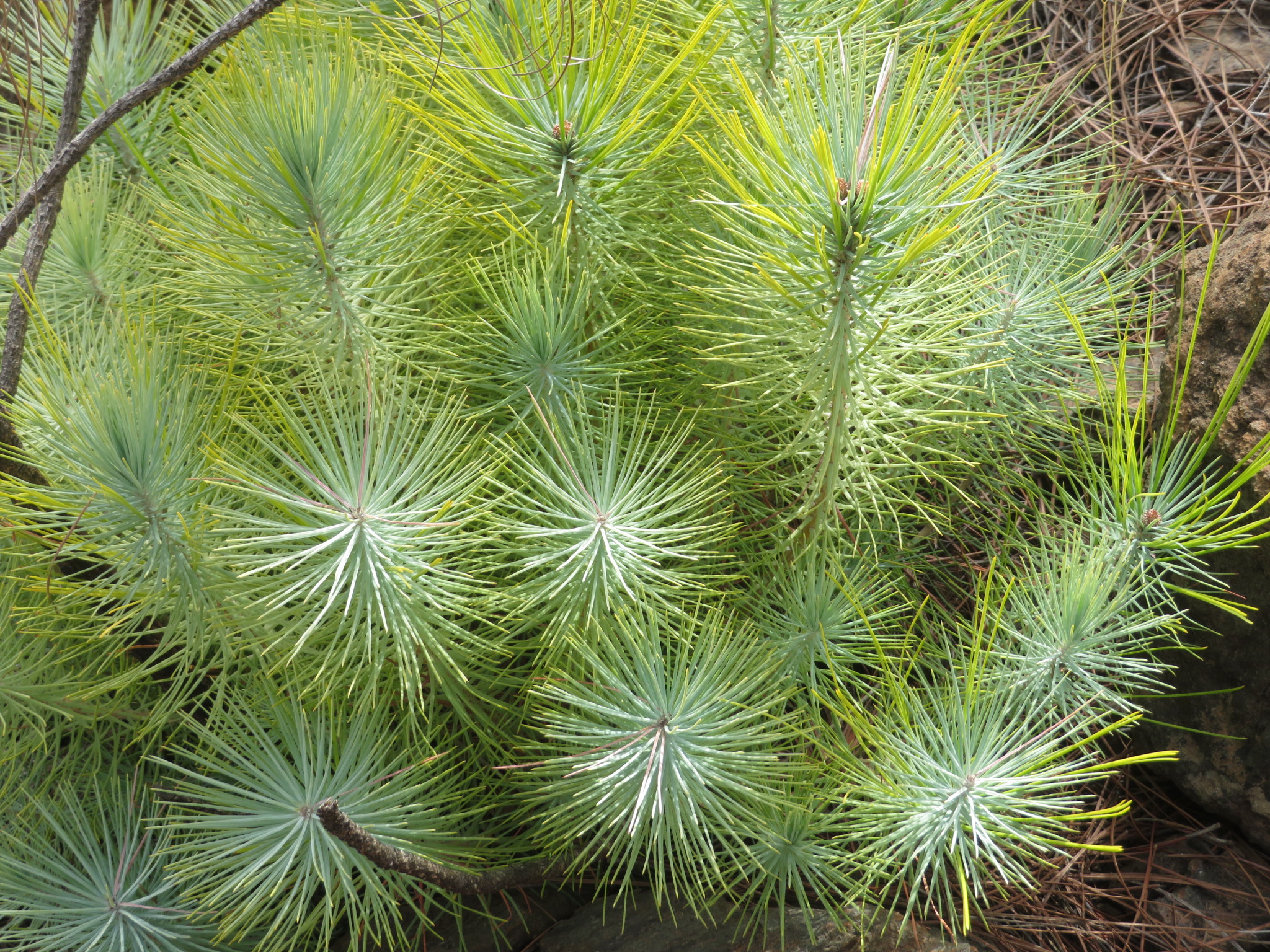 Spain Canary Islands: Gran Canaria, Inagua, , Walkopedia