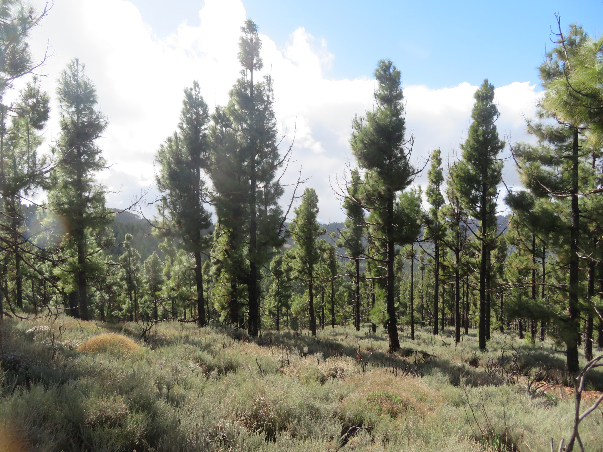 Spain Canary Islands: Gran Canaria, Pico de las Nieves  , , Walkopedia