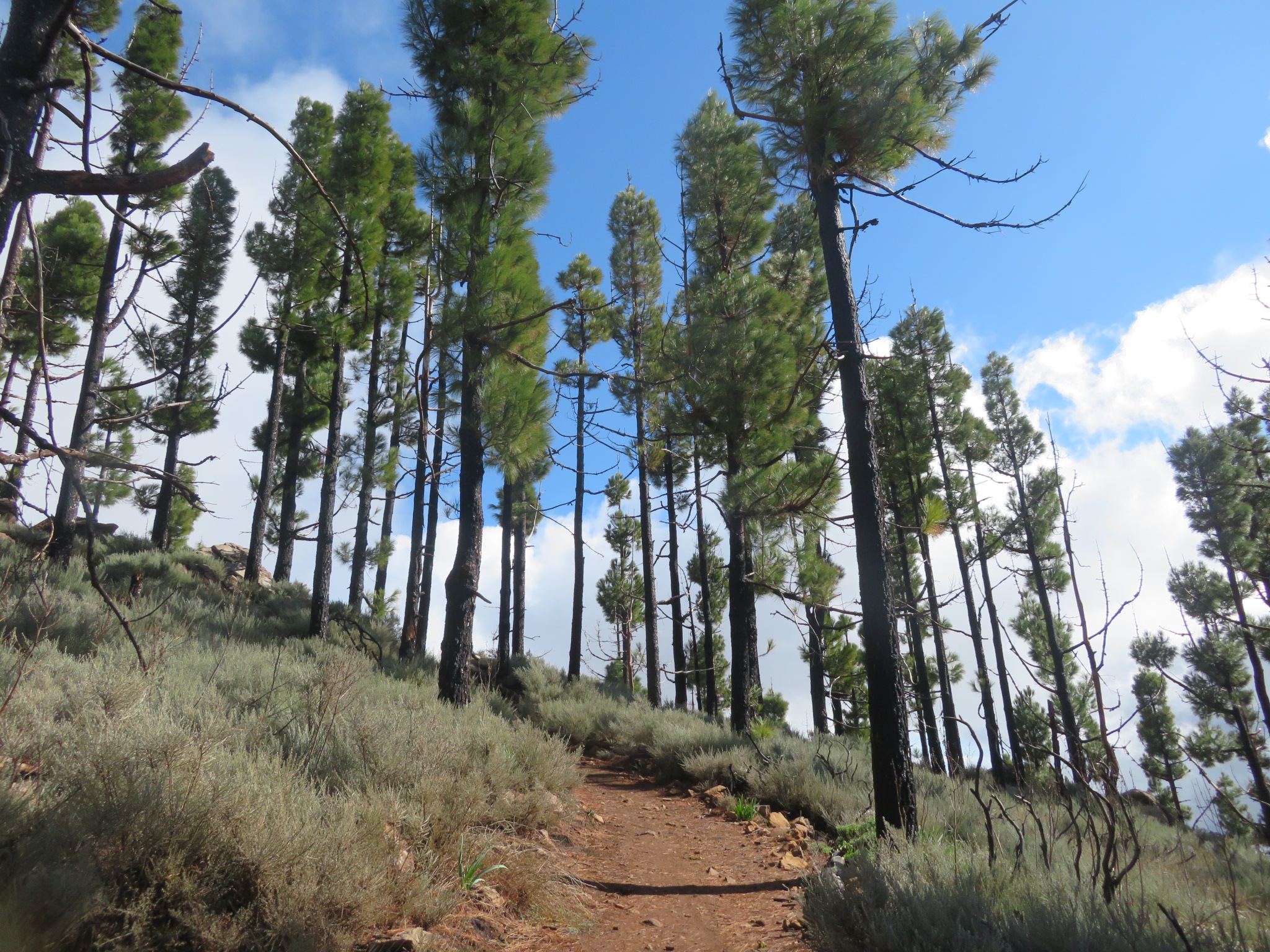 Spain Canary Islands: Gran Canaria, Pico de las Nieves  , , Walkopedia