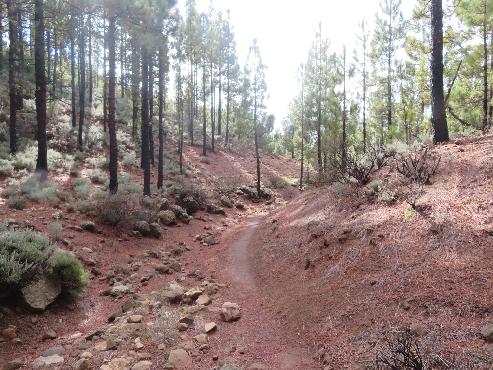 Spain Canary Islands: Gran Canaria, Pico de las Nieves  , more direct descent, Walkopedia