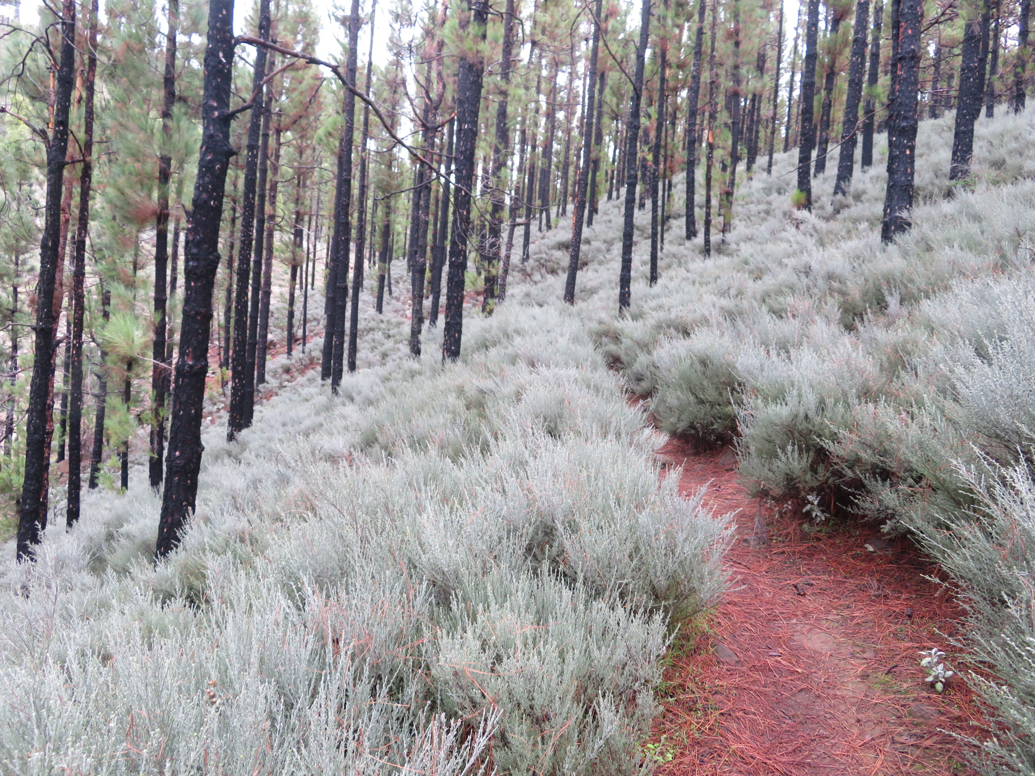 Spain Canary Islands: Gran Canaria, Pico de las Nieves  , On descent, Walkopedia