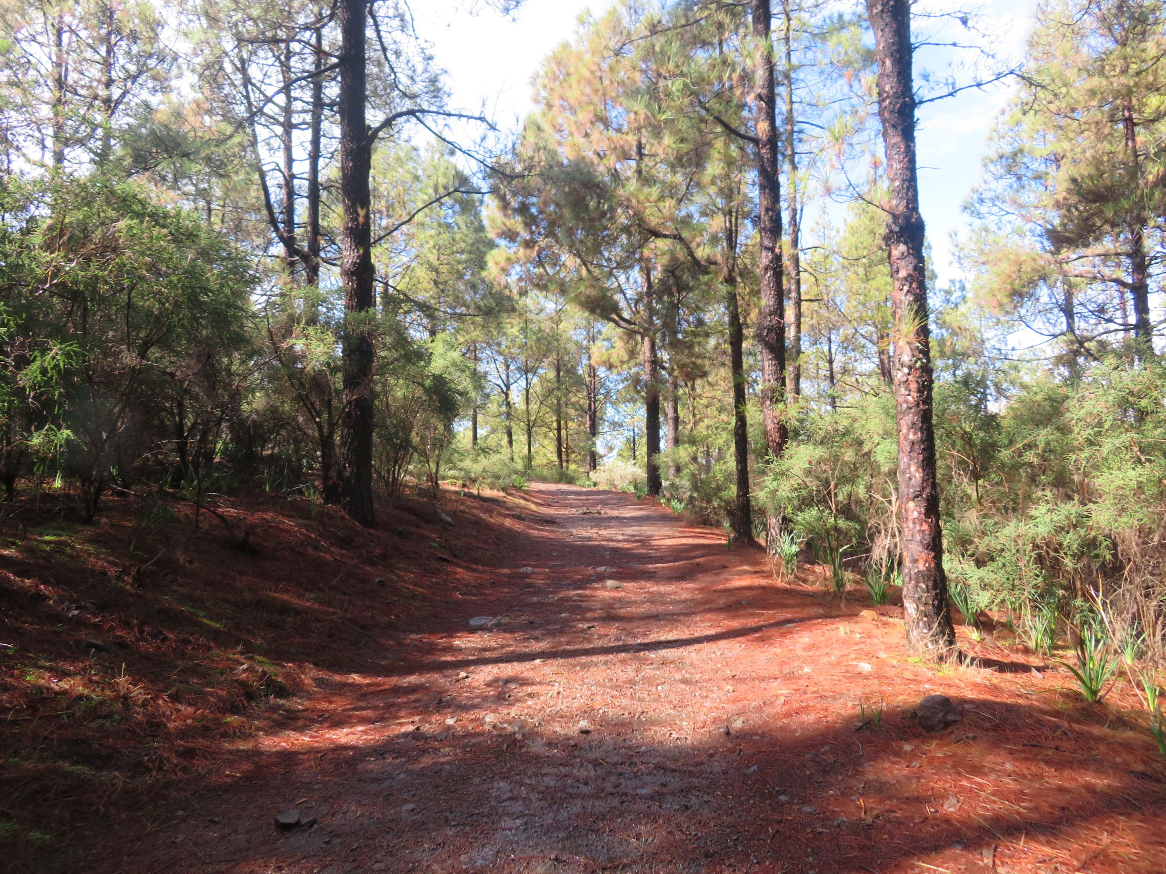 Spain Canary Islands: Gran Canaria, Pico de las Nieves  , Starting from north, Walkopedia