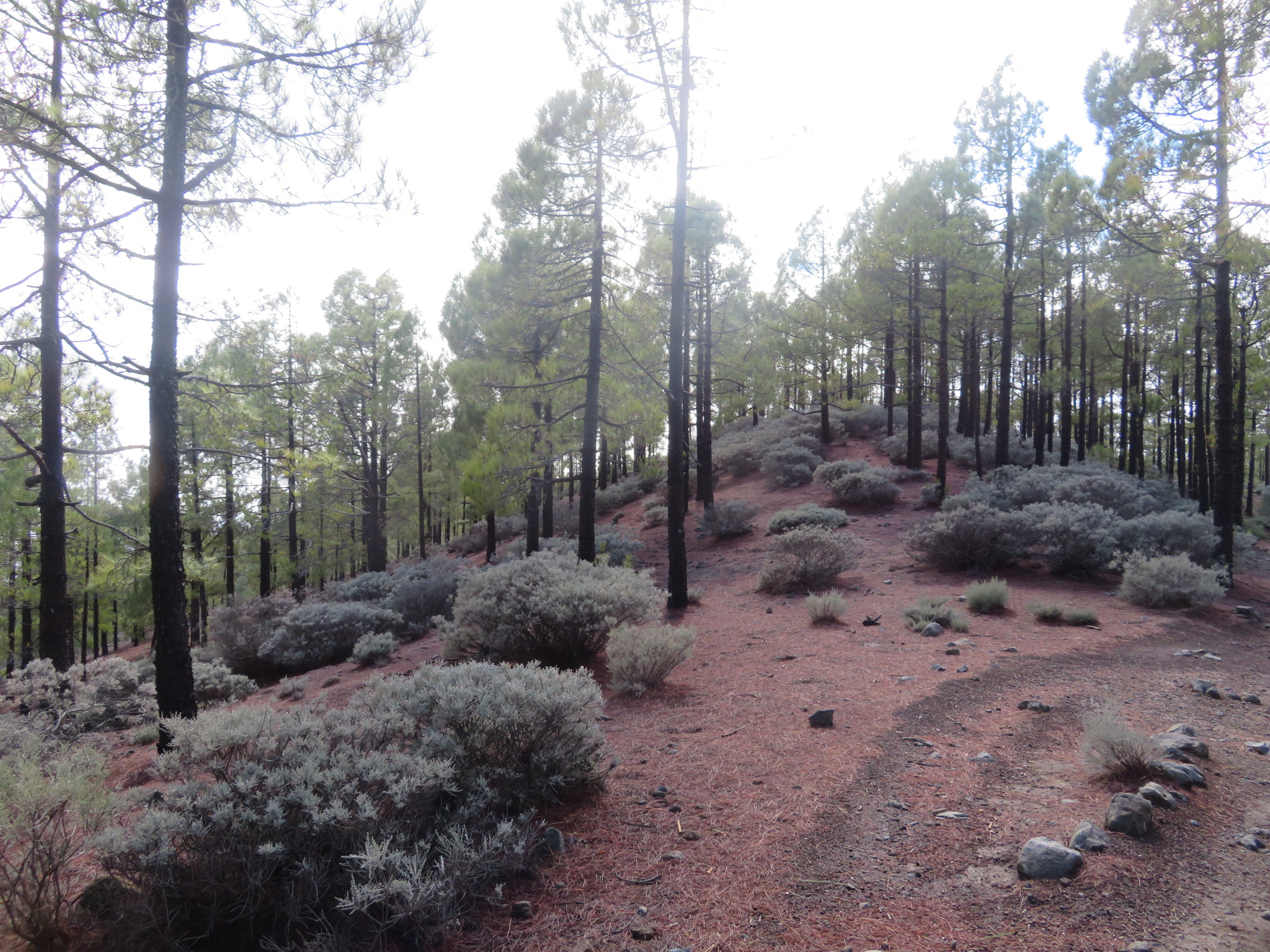 Spain Canary Islands: Gran Canaria, Pico de las Nieves  , Dellogada, Walkopedia