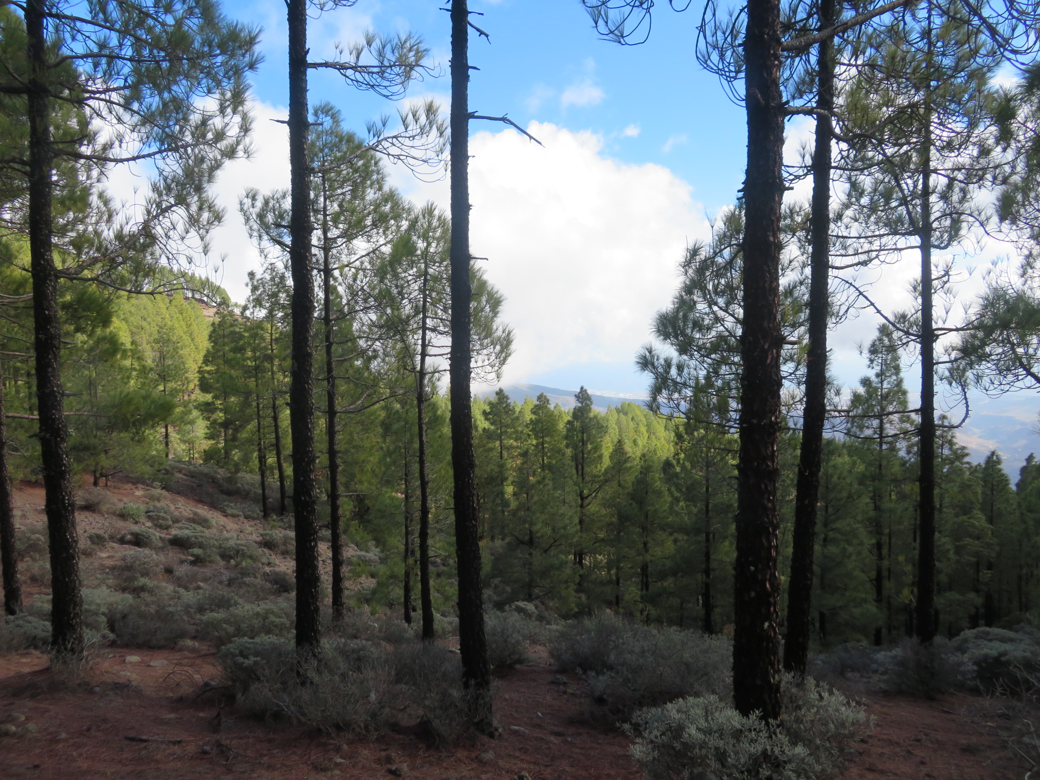 Spain Canary Islands: Gran Canaria, Pico de las Nieves  , Starting N ridge, Walkopedia