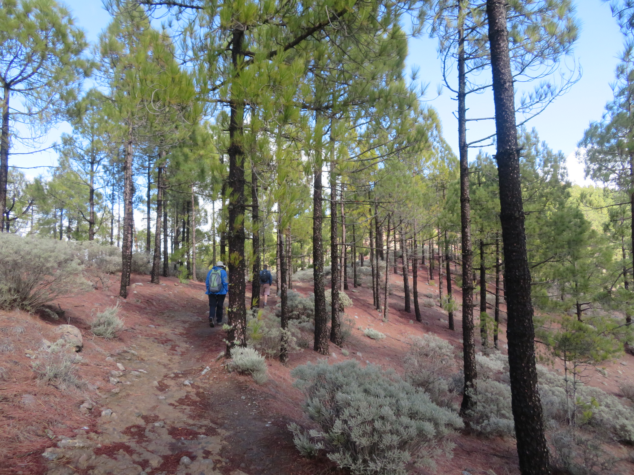 Spain Canary Islands: Gran Canaria, Pico de las Nieves  , , Walkopedia