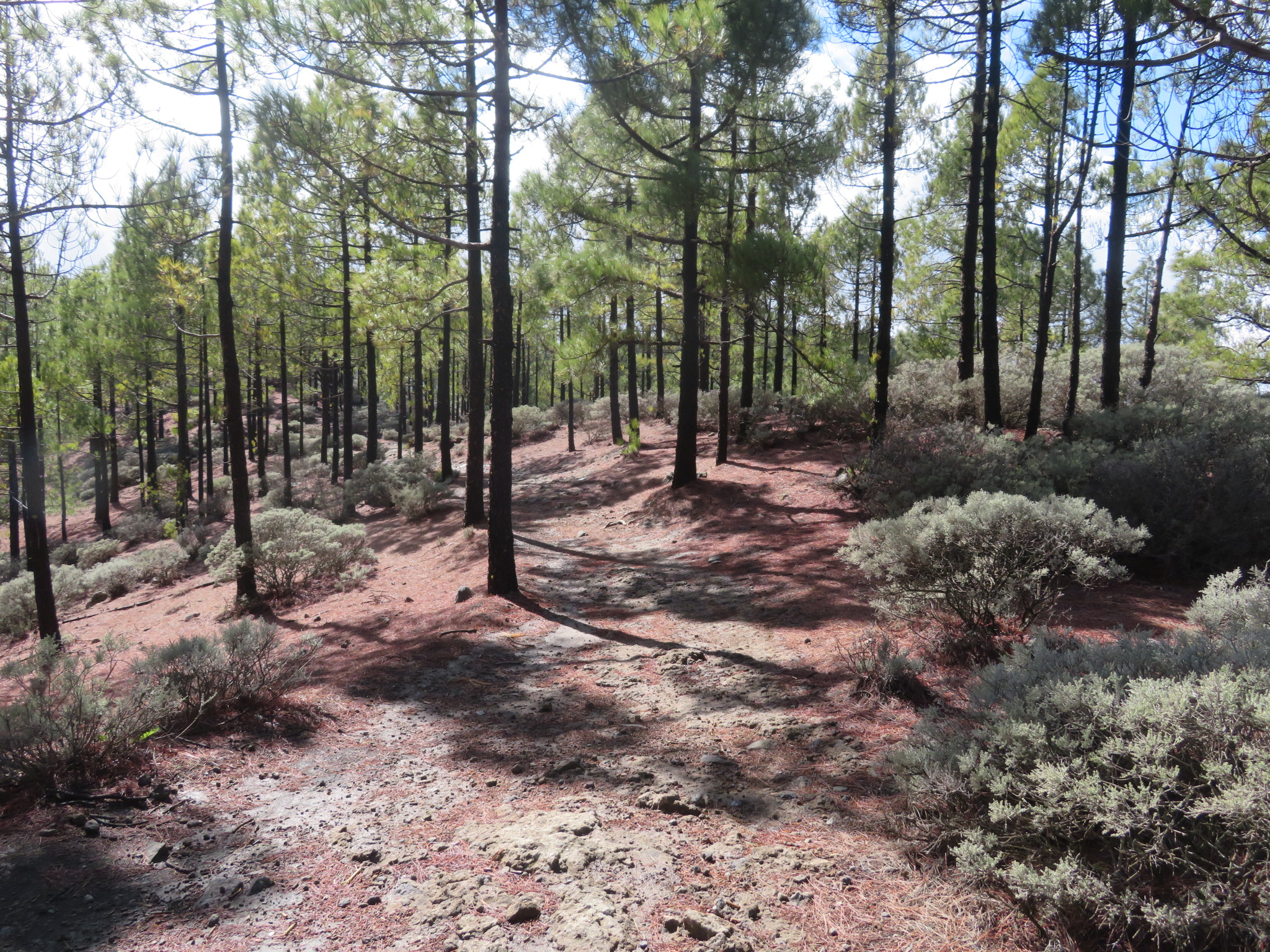Spain Canary Islands: Gran Canaria, Pico de las Nieves  , Ascent through beautiful pines, Walkopedia