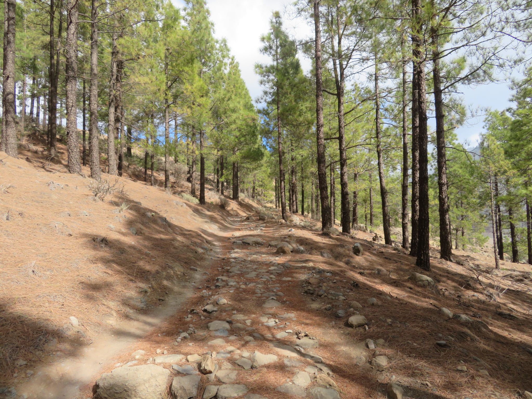 Spain Canary Islands: Gran Canaria, Cruz Grande to the Nieves Ridge, Approaching Dell de los Hornos, Walkopedia