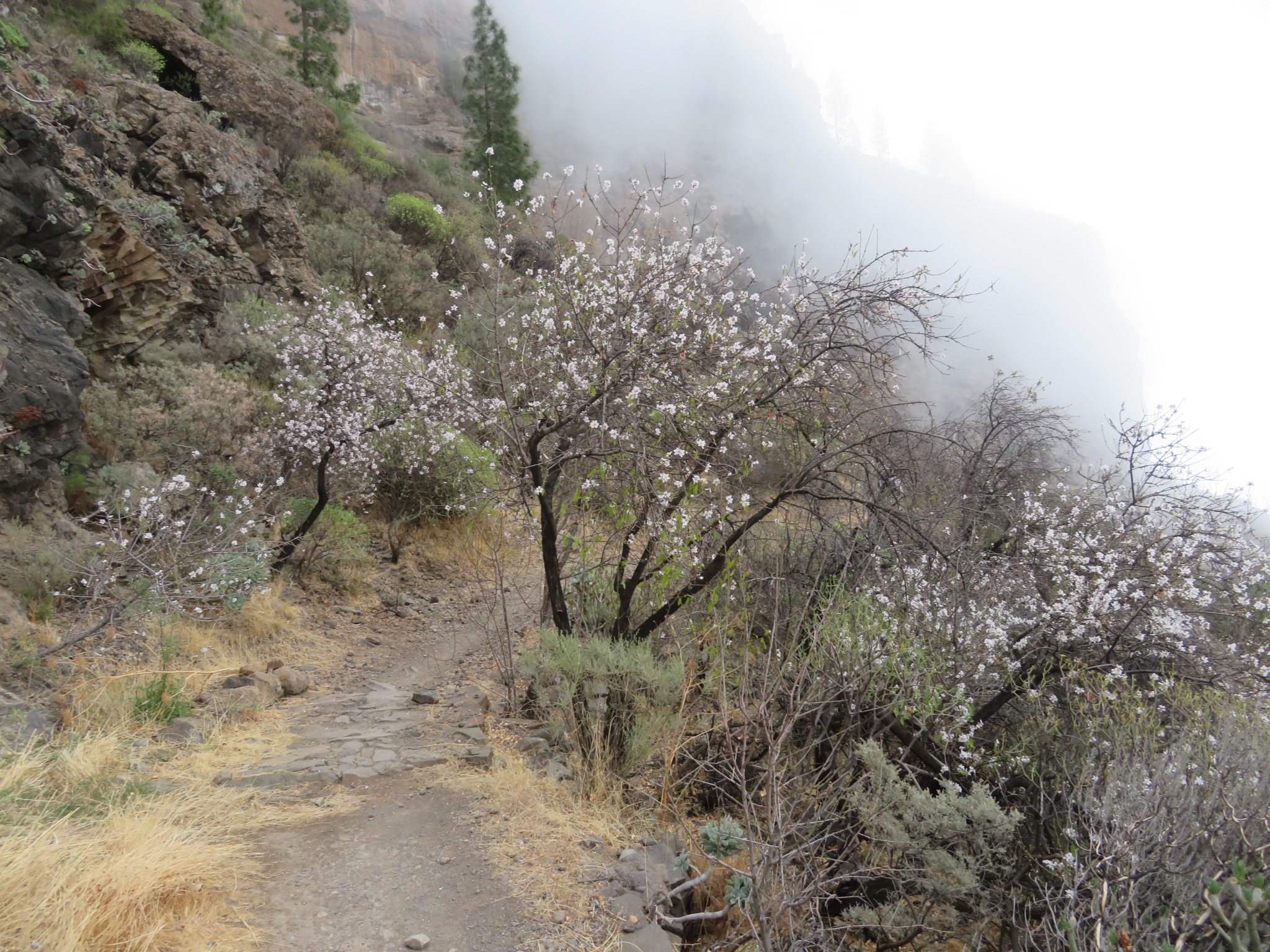 Spain Canary Islands: Gran Canaria, Cruz Grande to the Nieves Ridge, , Walkopedia