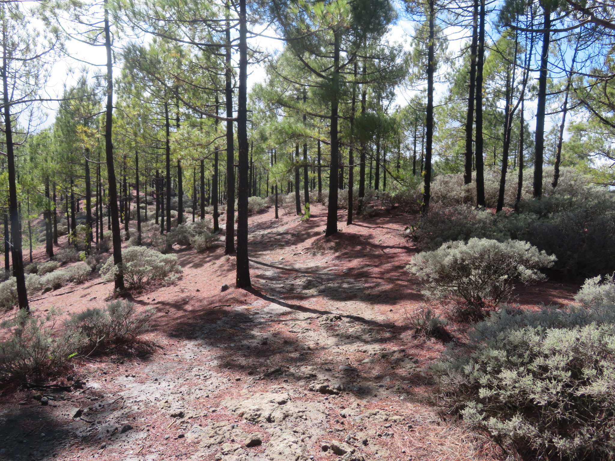 Spain Canary Islands: Gran Canaria, Cruz Grande to the Nieves Ridge, Nieves ridge, Walkopedia