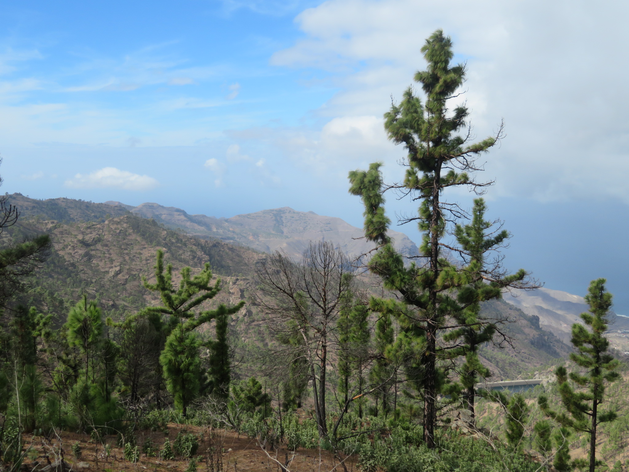 Spain Canary Islands: Gran Canaria, Altavista Ridge, Funny trees, Walkopedia