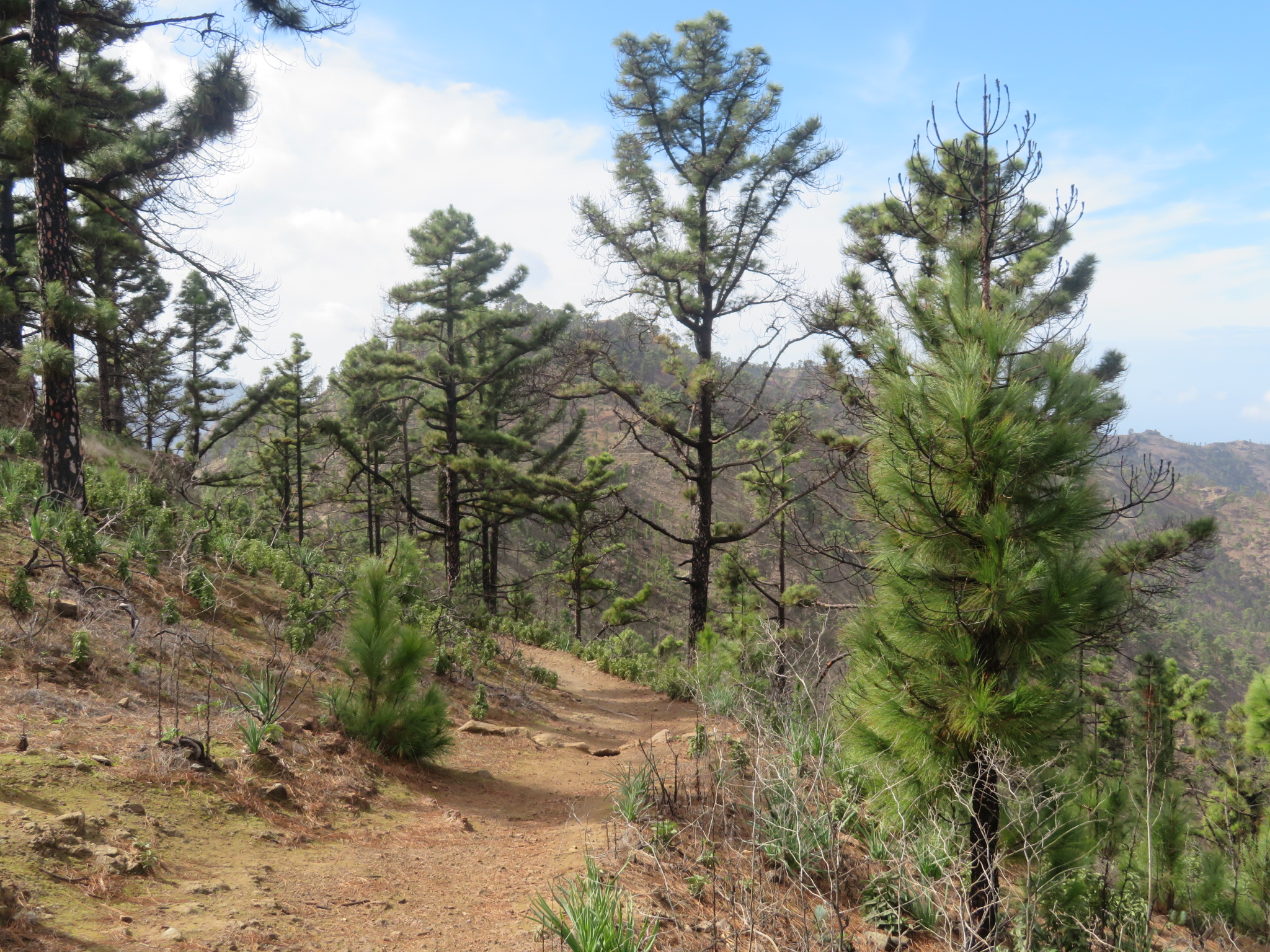 Spain Canary Islands: Gran Canaria, Altavista Ridge, High hillside, Walkopedia