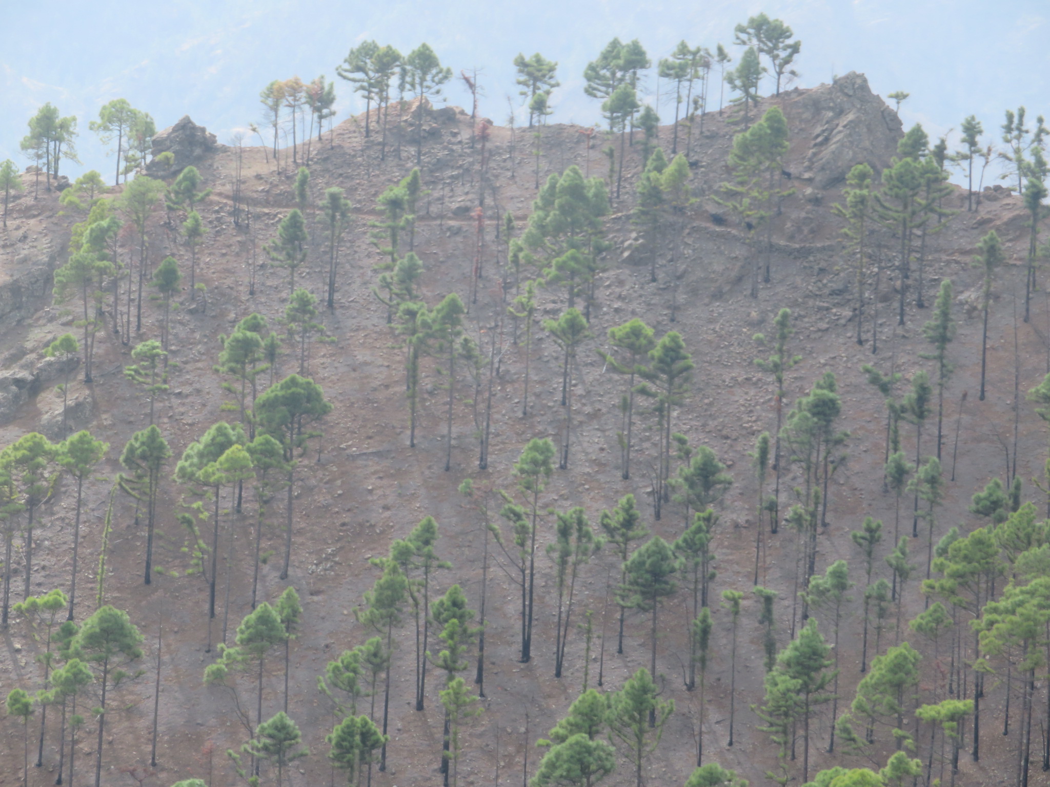 Spain Canary Islands: Gran Canaria, Altavista Ridge, Path ahead, Walkopedia