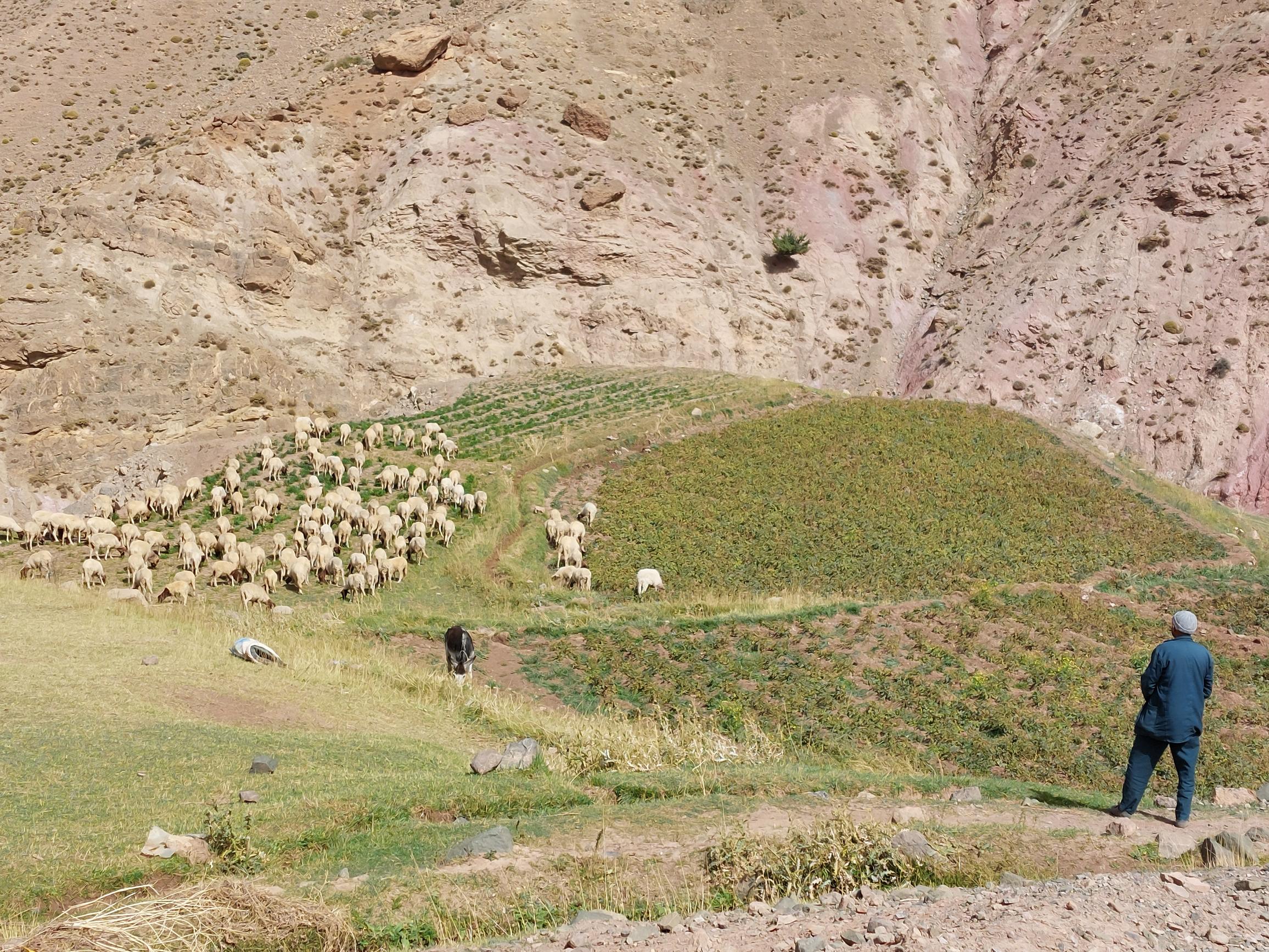 Morocco High Atlas MGoun, Arous valley, , Walkopedia