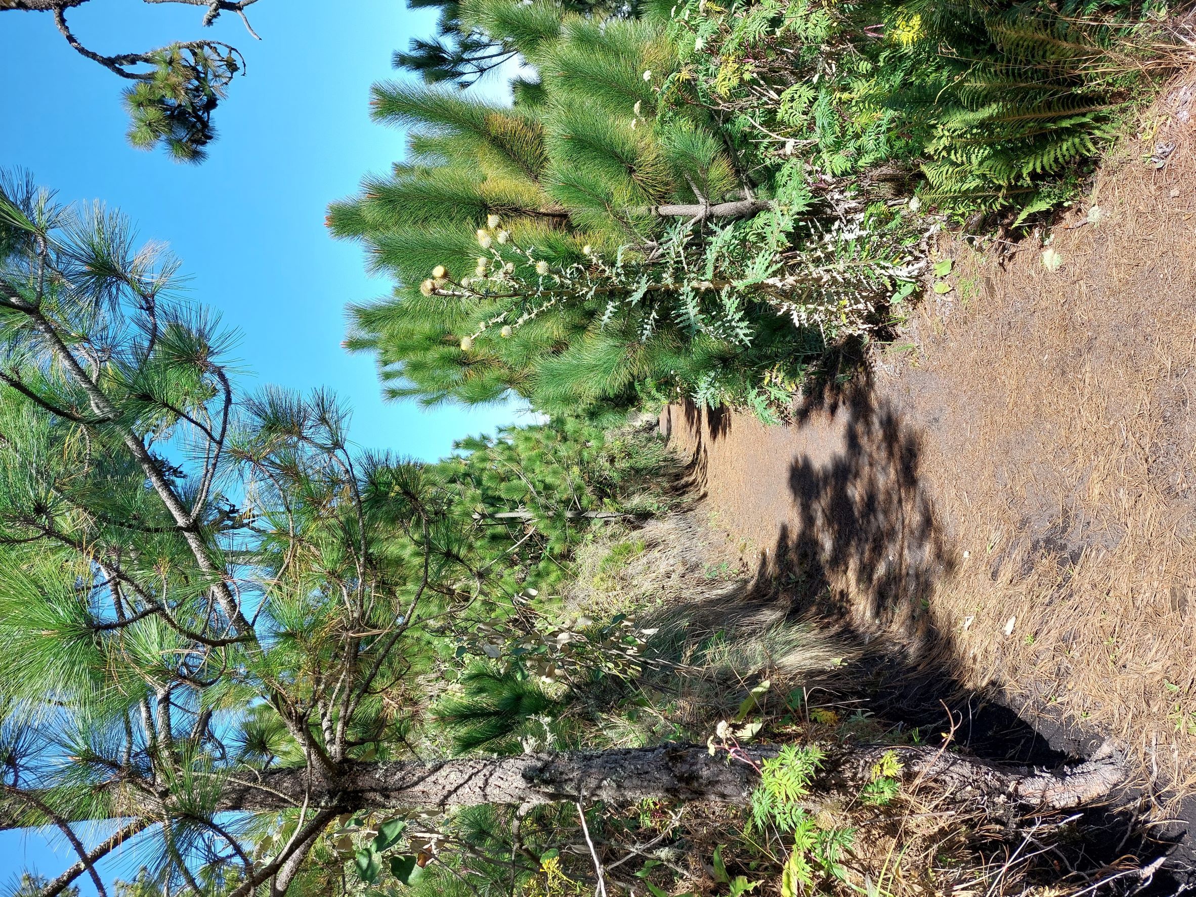 Guatemala Western Volcanic Highlands, Guatemalas Amazing Volcanoes, High open pine forest traverse, Acatenango, Walkopedia