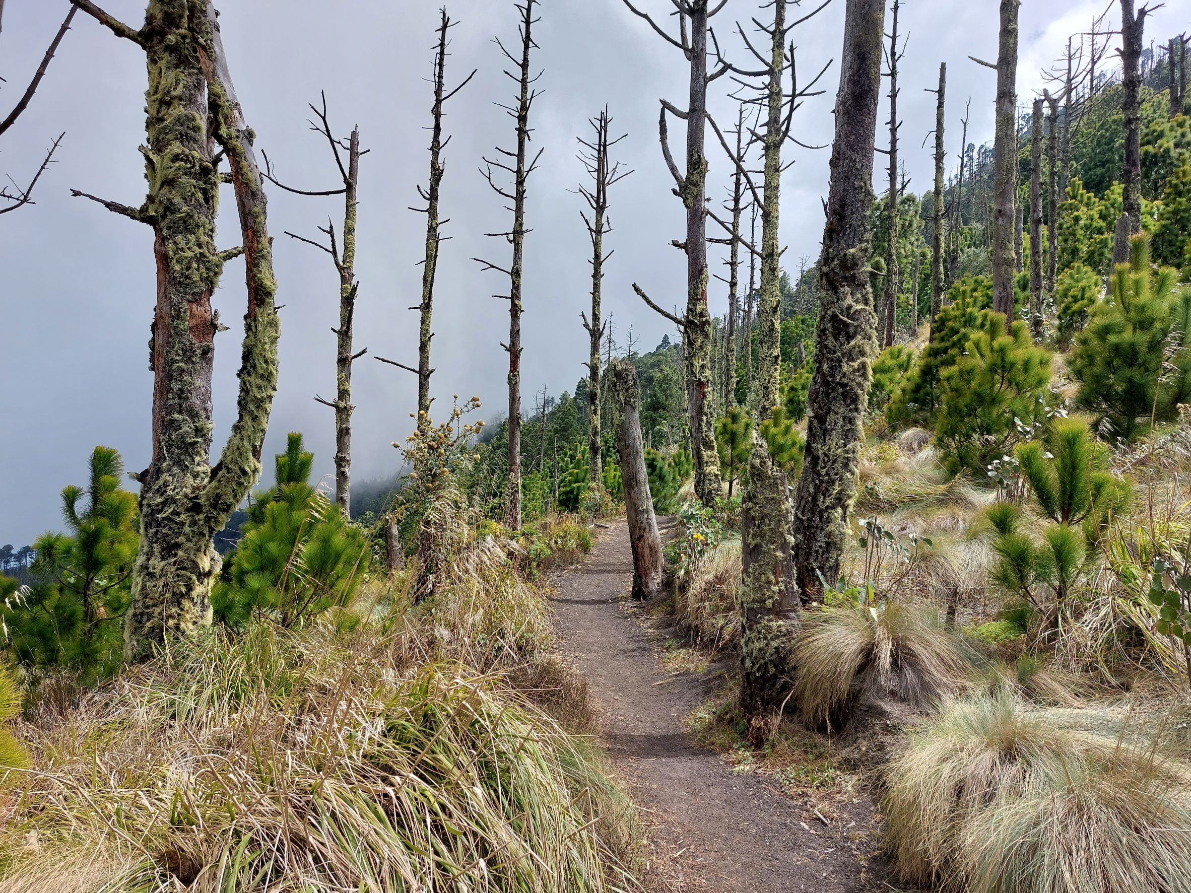 Guatemala Western Volcanic Highlands, Guatemalas Amazing Volcanoes, High open pine forest traverse, Acatenango, Walkopedia